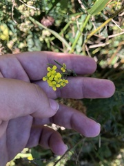 Erysimum cheiranthoides