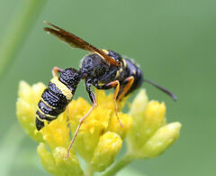 Philanthus gibbosus