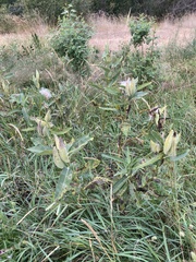 Asclepias speciosa