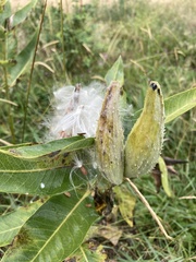 Asclepias speciosa