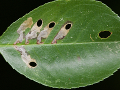 Coptodisca splendoriferella