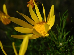 Euryops abrotanifolius