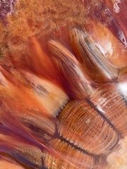 Cyanea ferruginea
