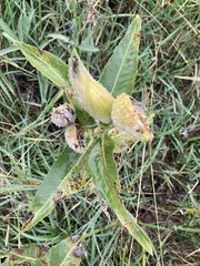 Asclepias speciosa