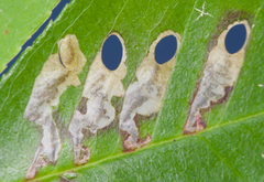 Coptodisca splendoriferella