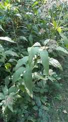 Eutrochium purpureum