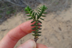 Crassula subulata fastigiata