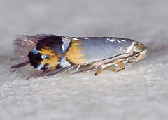 Coptodisca splendoriferella