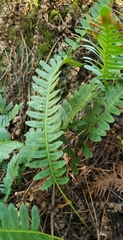 Polypodium virginianum