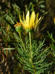 Euryops abrotanifolius