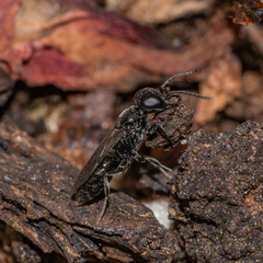 Miscophini