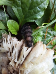 Noctuoidea