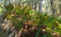 Polypodium virginianum