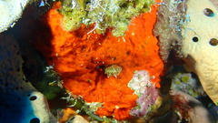 Clathria spinosa