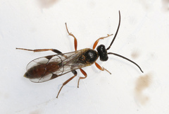 Orthopelma mediator