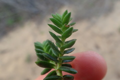 Crassula subulata fastigiata