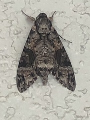 Agrius cingulata