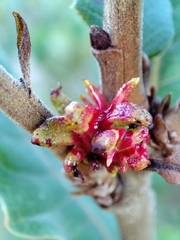 Andricus grossulariae