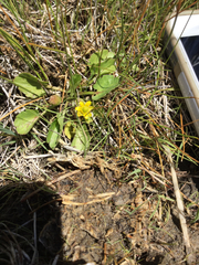 Halerpestes cymbalaria