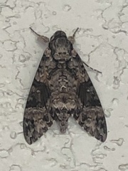 Agrius cingulata