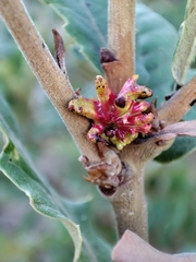 Andricus grossulariae