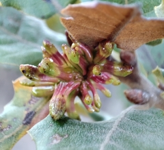 Andricus grossulariae