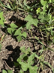 Ipomoea cordatotriloba