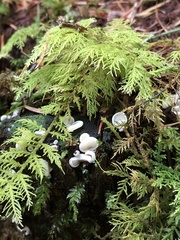 Pleurocybella porrigens