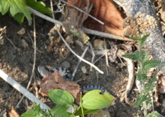Vipera ammodytes