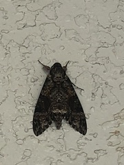 Agrius cingulata