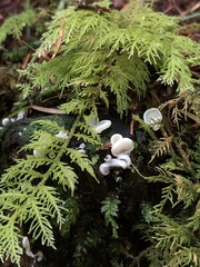 Pleurocybella porrigens