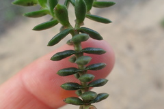 Crassula subulata fastigiata