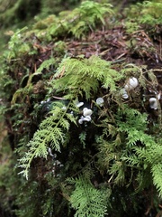 Pleurocybella porrigens