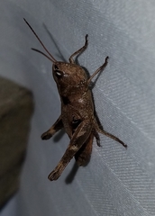 Chloealtis conspersa