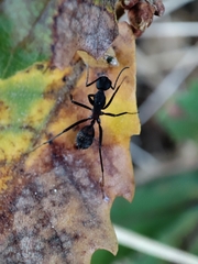 Camponotus cruentatus