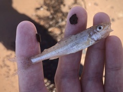 Percopsis omiscomaycus