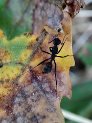 Camponotus cruentatus
