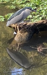 Nycticorax nycticorax