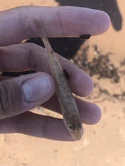 Percopsis omiscomaycus