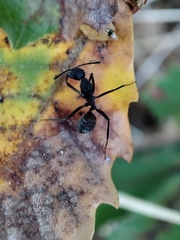 Camponotus cruentatus