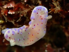 Goniobranchus thompsoni