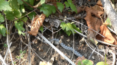 Vipera ammodytes