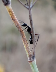 Camponotus cruentatus