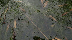 Eleocharis baldwinii