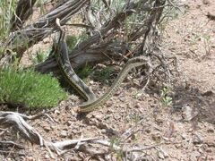 Masticophis taeniatus taeniatus