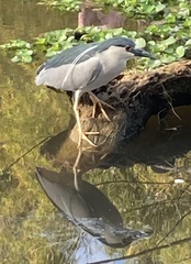 Nycticorax nycticorax