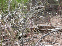 Masticophis taeniatus taeniatus