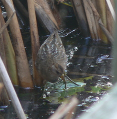 Porzana carolina