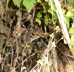 Vipera ammodytes