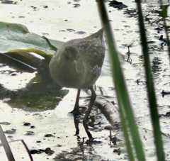 Porzana carolina